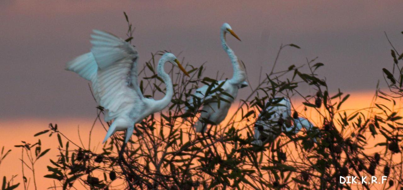 Pacaya Samiria Amazon Lodge Nauta Zewnętrze zdjęcie